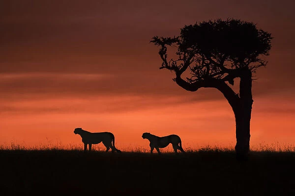Cheetahs at dusk