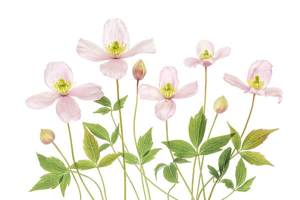 Clematis. Mandy Disher