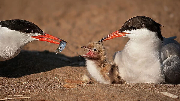 Common tern family