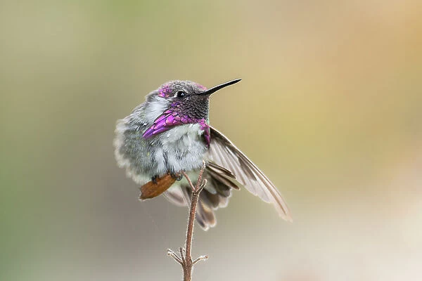 Costa's Hummingbird Stretch