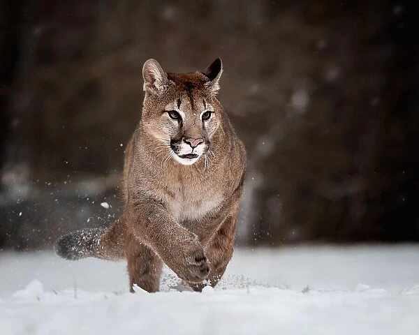 Cougar on snow