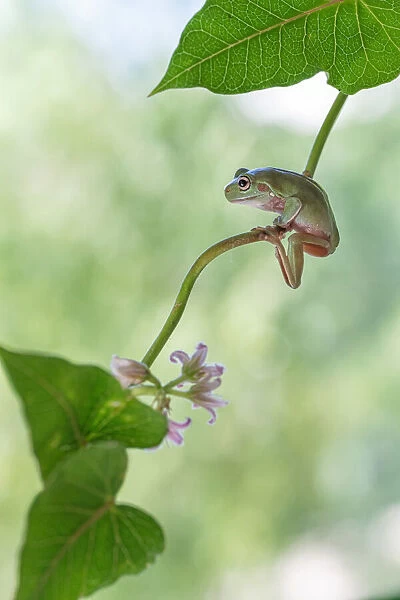 Curious tree frog