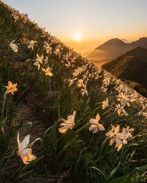Daffodils at Mala Golica. Ales Krivec