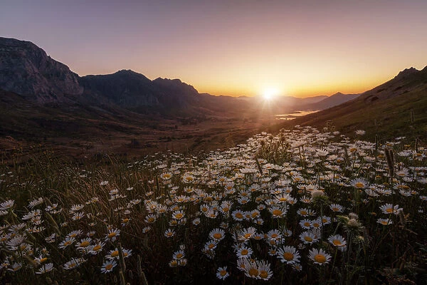 Daisies Fields Forever