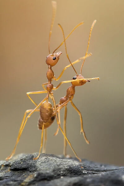 Dance Ants
