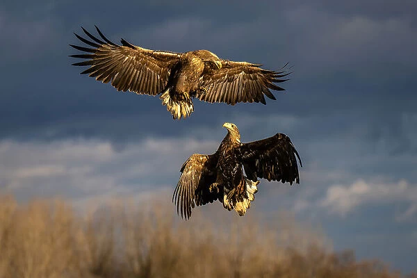 Dancing eagles