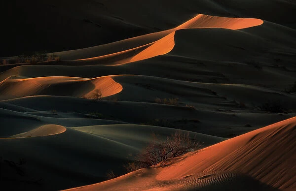 desert presence
