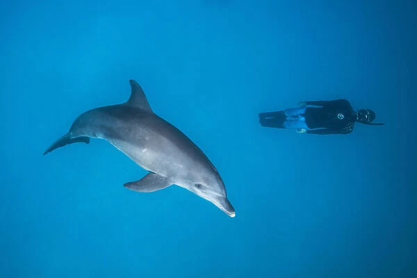 Dolphin and freediver