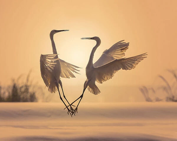 Egrets in sunset