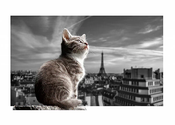 The Eiffel Cat