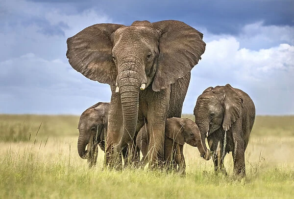 Elephant mom protecting her calves