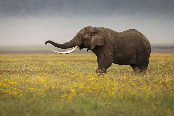 Elephant during safari