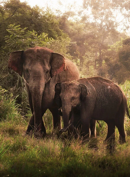 The elephant son and mother