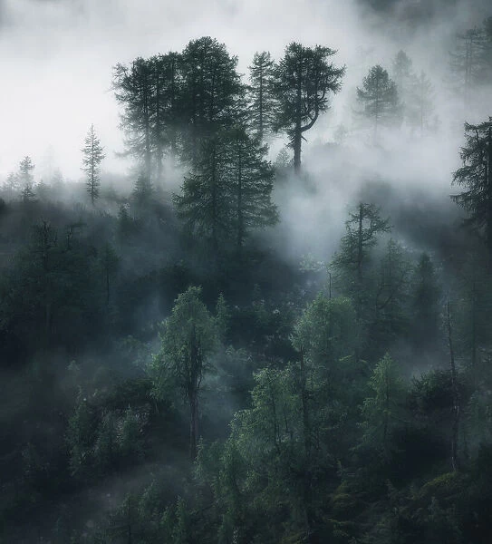 Elven forest
