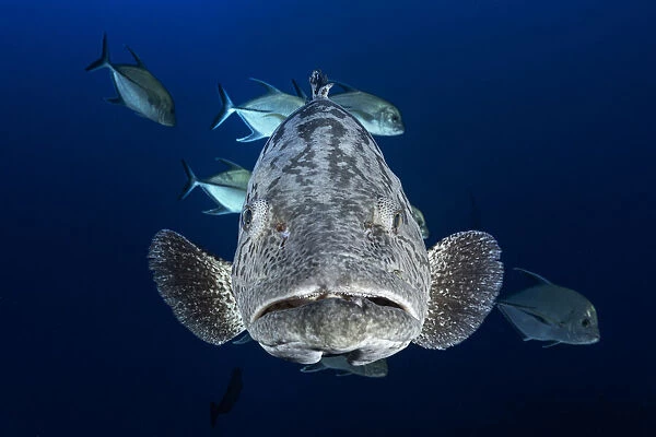 Face to face with a potato grouper