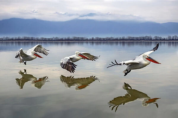 Flying Dalmatian pelicans
