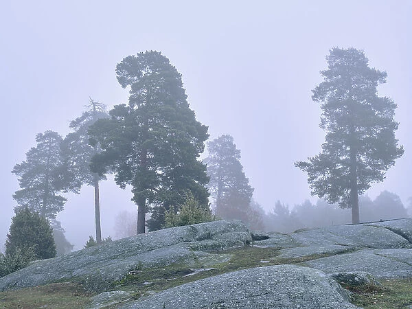 Fogy rocky forest