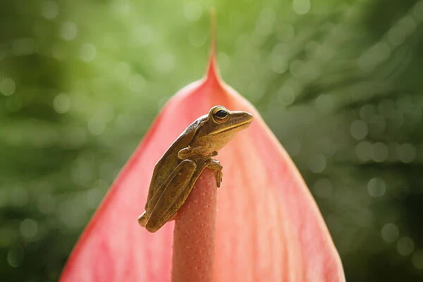 Frog on Pink Leaf