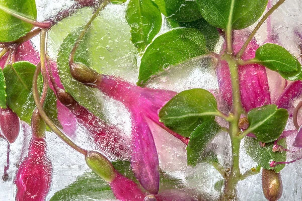 Fuchsia freeze