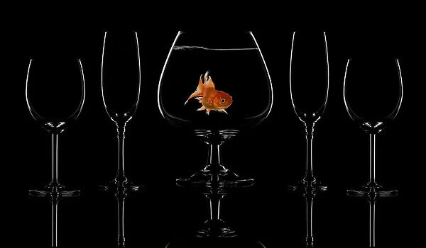 Glass fish