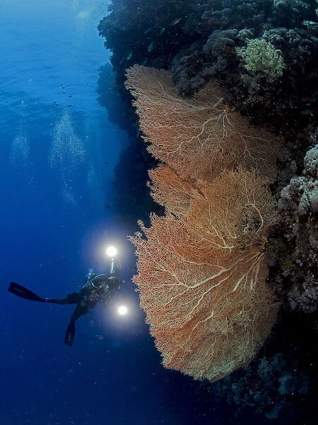 Gorgonian Coral and an Underwater photographer