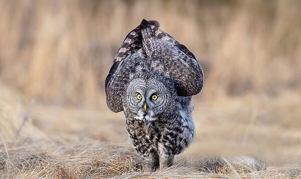 Gray owl. Jie Fischer