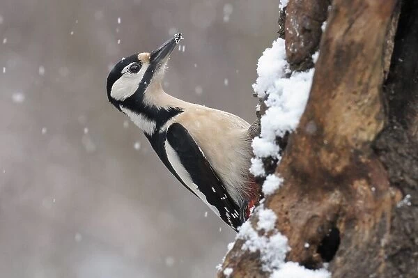 great spotted woodpecker and first snow