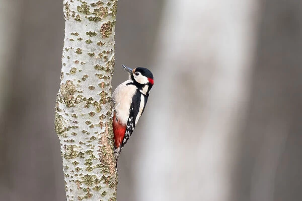 Great Woodpecker