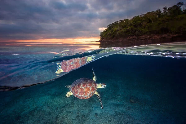Green turtle with sunset