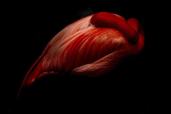 The heart. Andrea Izzotti
