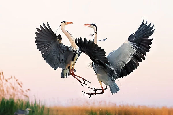 Heron Fighting