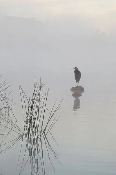 Heron in the morning mist