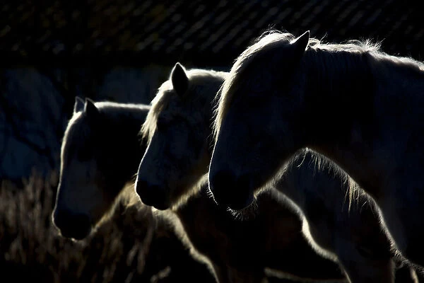 Horses (colored version)