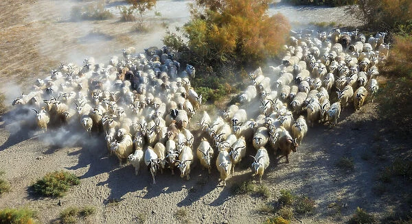 Sheep. Hua Zhu