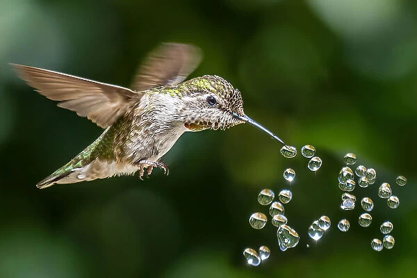 hummingbird play beads