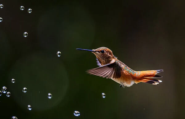 Hummingbird and Water Bubbles
