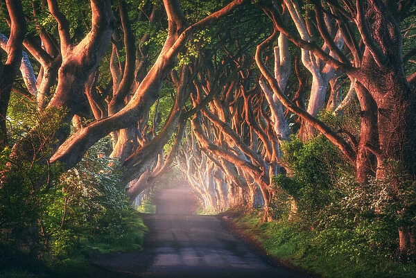 An Irish Fairytale