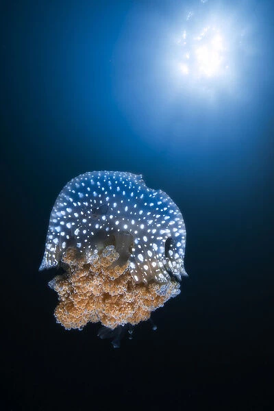 Jellyfish from Tachai pinnacle