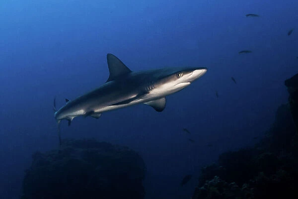 Juvenile Galapagos Shark