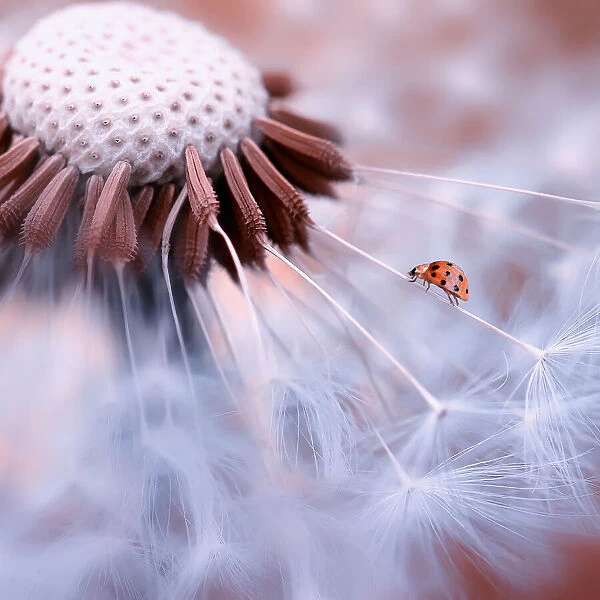 Ladybug on the mushrooms