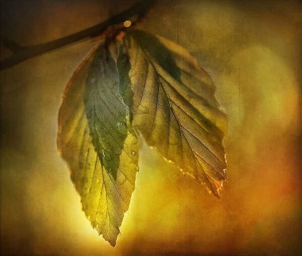 Leaves. Gary McParland