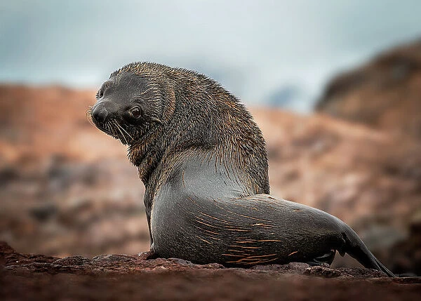 A lonely seal
