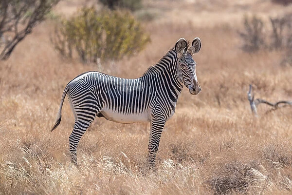 The magnificent Grevy's Zebra