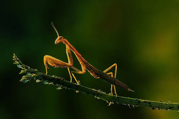 Mantis and aphids