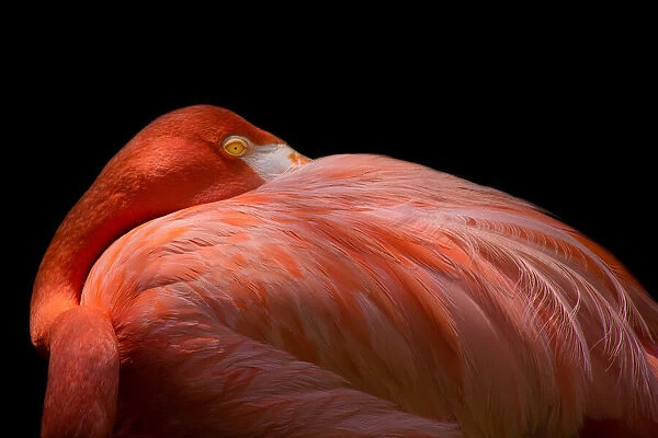 Melancholy Flamingo