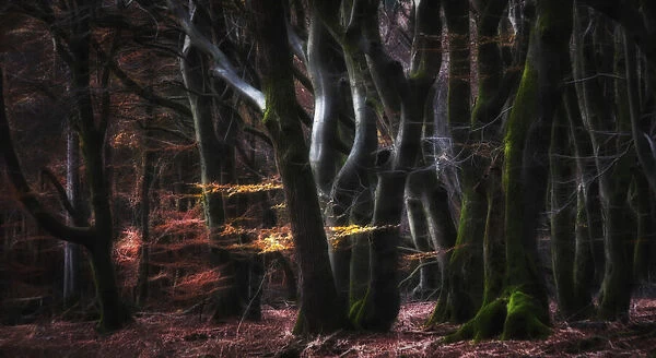 Mystical Speulderforest