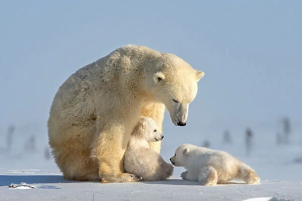 Naughty polar bear cub
