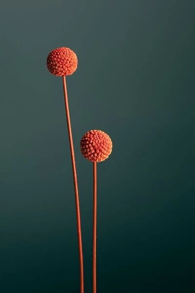 Orange Seed Capsules