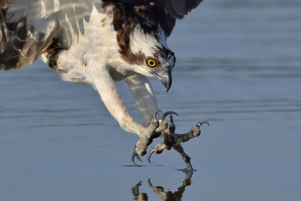 Osprey in Hunting