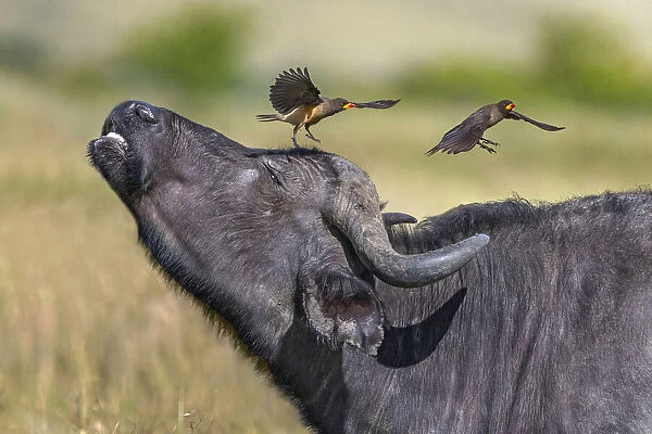 Oxpeckers and buffalo